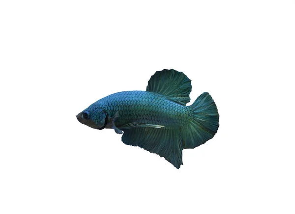 Siamese fighting fish — Stock Photo, Image