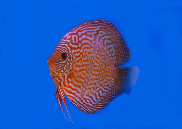 Дискова риба на синьому фоні — стокове фото
