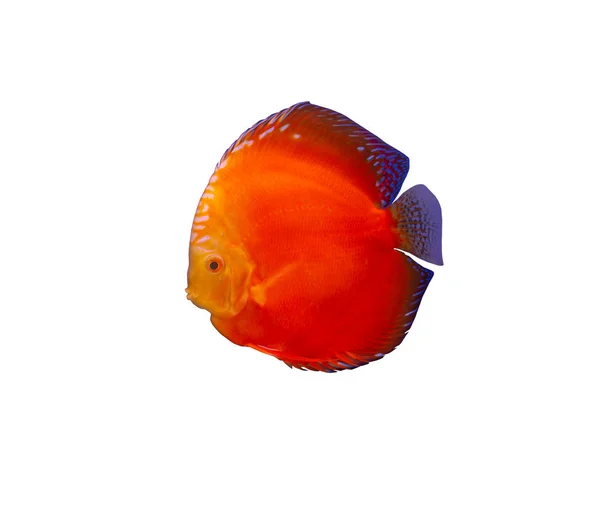 Discus fish on white background — Stock Photo, Image