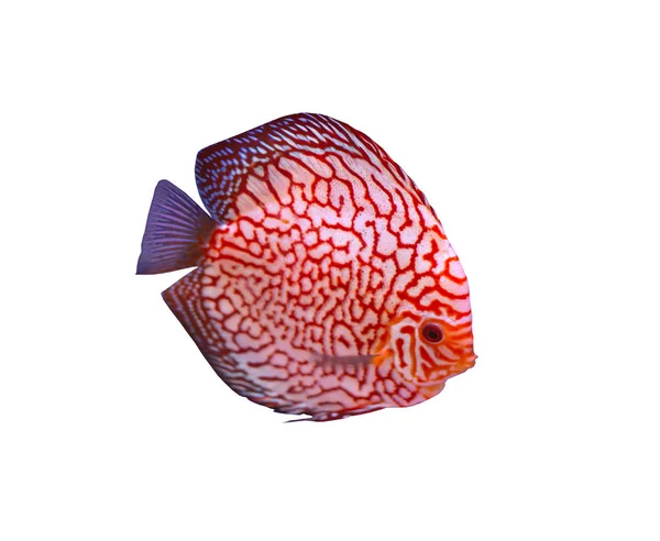 Poisson Discus sur fond blanc — Photo