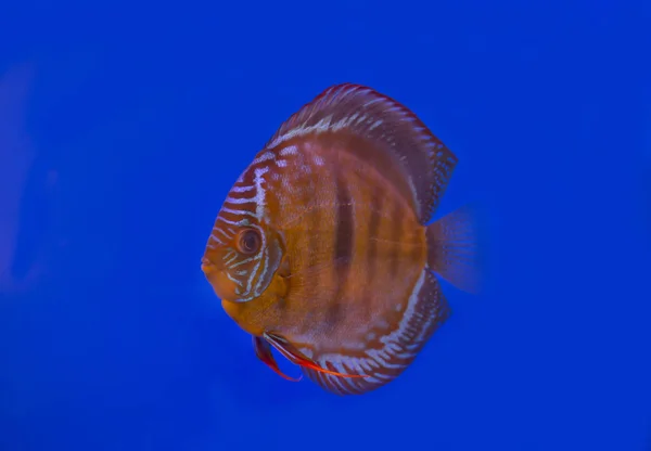 Discus vis op blauwe achtergrond — Stockfoto