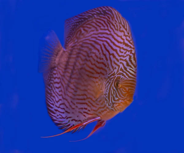 Discus vis op blauwe achtergrond — Stockfoto