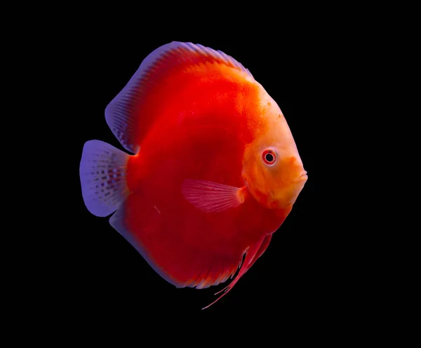 Discus fisk på svart bakgrund — Stockfoto