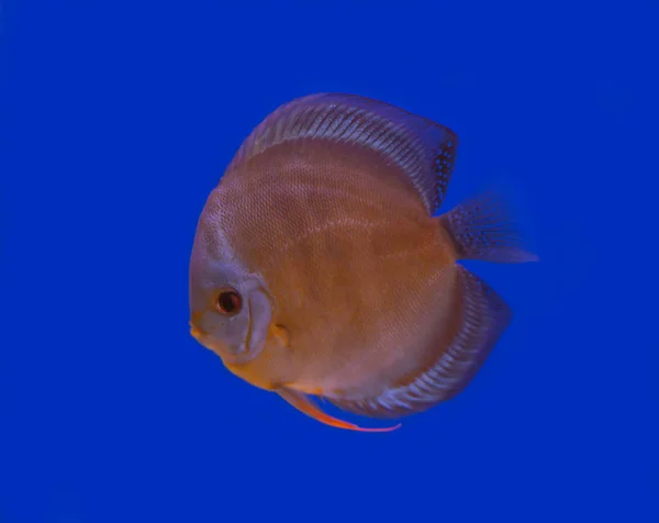 Discus vis op blauwe achtergrond — Stockfoto