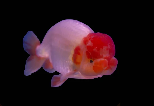 Lion head goldfish — Stock Photo, Image