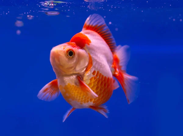 Ryukin guldfisk på blå bakgrund — Stockfoto