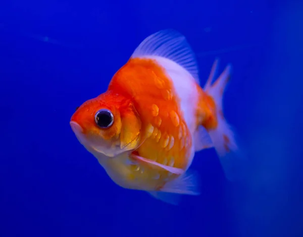 Poisson rouge Ryukin sur fond bleu — Photo