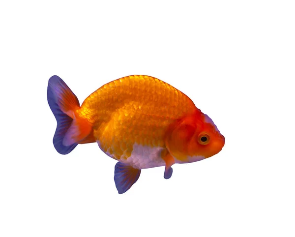 Löwenkopf-Goldfisch — Stockfoto