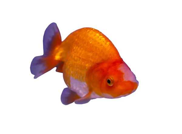 Lion head goldfish — Stock Photo, Image