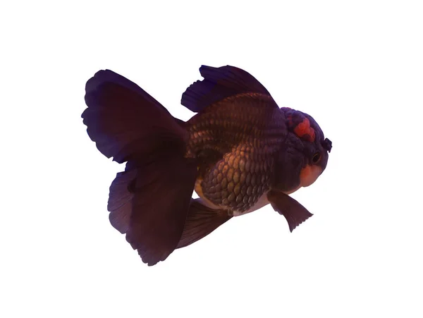 ブラックオランダ魚 — ストック写真