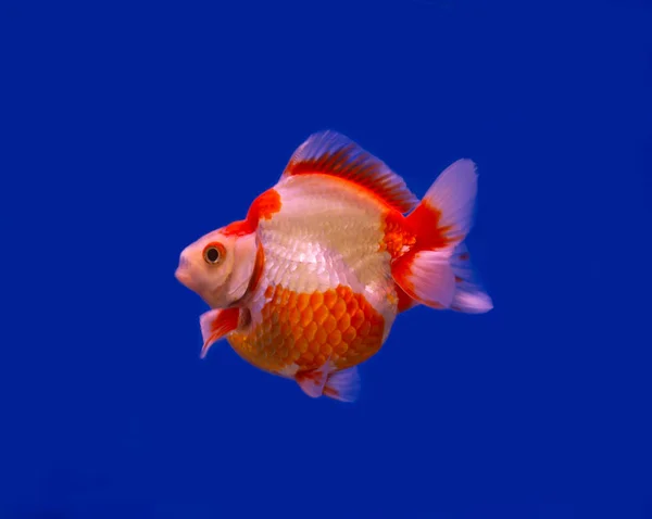 Рюкінська золота рибка на синьому фоні — стокове фото