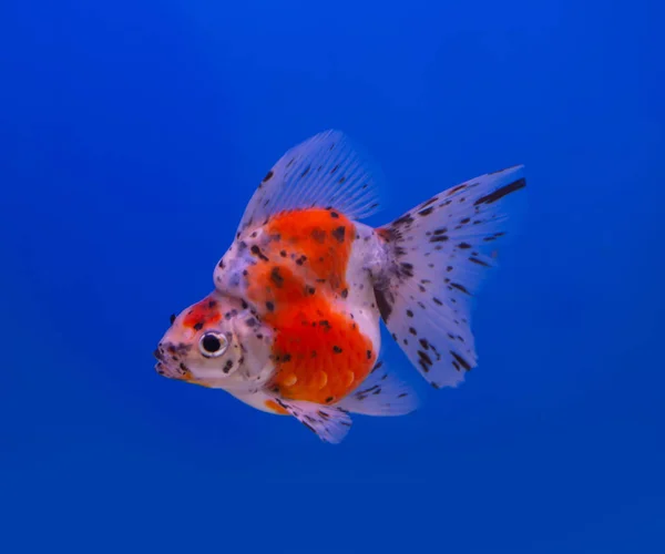 Ryukin guldfisk på blå bakgrund — Stockfoto