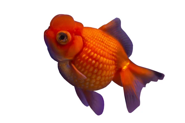 İnci ölçekler Goldfish — Stok fotoğraf