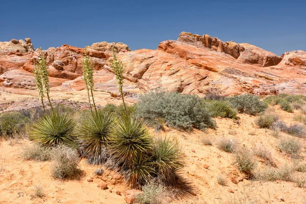 Valley of fire State Park Nevada USA — Stock Photo, Image