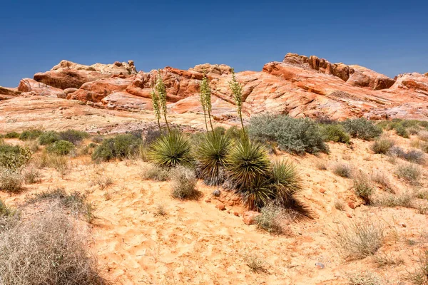 Dolina ognia Park stanu Nevada USA — Zdjęcie stockowe