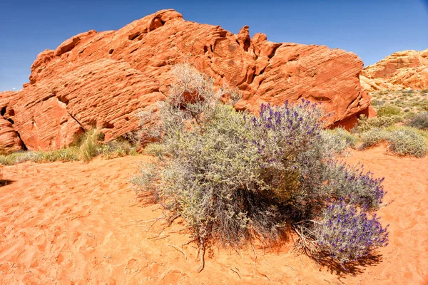 Valley of fire State Park Nevada USA — Stock Photo, Image