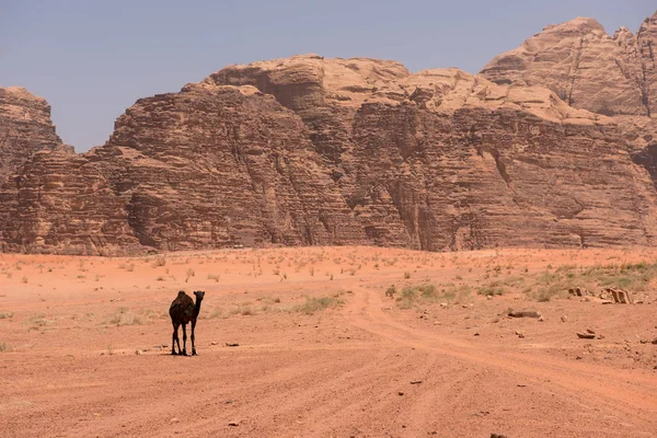 Kamel Ruhen Der Wüste Wadi Rum Jordanien — Stockfoto