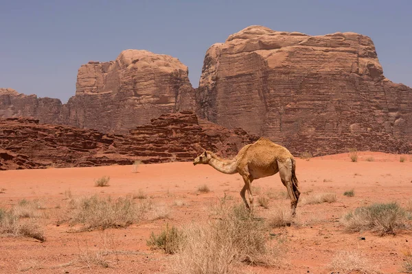 Kamel Ruhen Der Wüste Wadi Rum Jordanien — Stockfoto