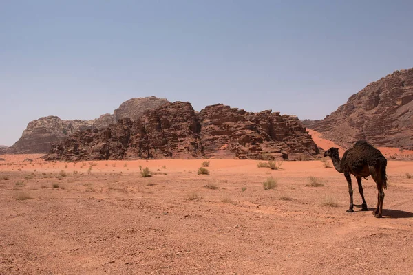 Cammello Che Riposa Nel Deserto Wadi Rum Giordania — Foto Stock