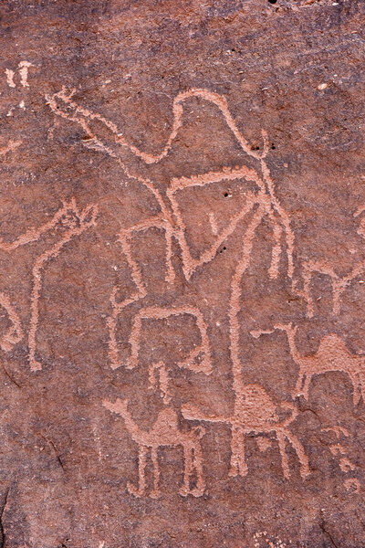 Anfashieh prehistoric inscriptions and petroglyps on a stone wall. Rock art depicting a caravan of camels from Nabatean and Thamudic period in Wadi Rum, Jordan