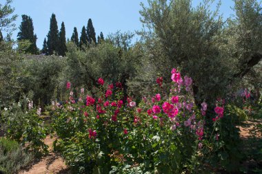 Kudüs'te zeytin Dağı'nın eteklerinde Gethsemane bahçesinde zeytin ağaçları. Judas'ın bir gece önce onun çarmıha İsa ihanet etti.