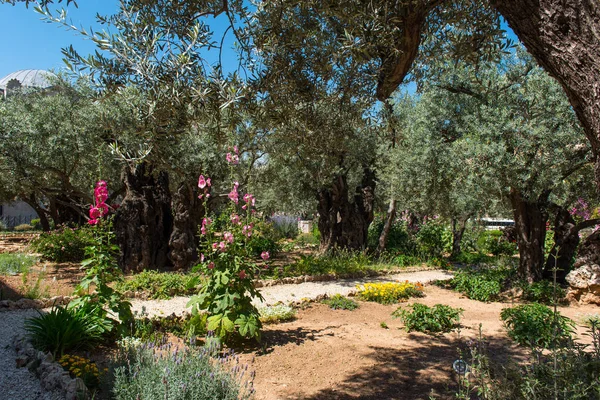 Kudüs Zeytin Dağı Nın Eteklerinde Gethsemane Bahçesinde Zeytin Ağaçları Judas — Stok fotoğraf