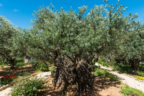 Olivos Jardín Getsemaní Pie Del Monte Los Olivos Jerusalén Judas — Foto de Stock