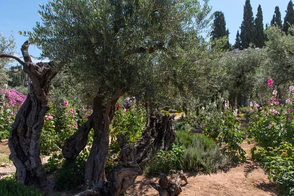 Olivos Jardín Getsemaní Pie Del Monte Los Olivos Jerusalén Judas — Foto de Stock