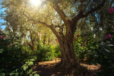 Getsemani'ye Bahçe, Mount of Olives, Jerusalem ilahi ışık, günışığı. İncil'deki yer nerede İsa'nın Yahuda tarafından ihanete uğradım