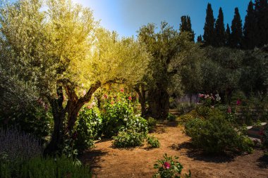 Divine light, sunray in the Gethsemane garden, Mount of Olives, Jerusalem. Biblical place where Jesus was betrayed by Judas clipart