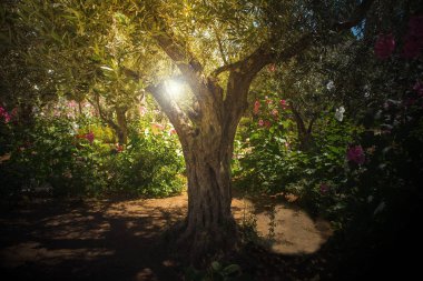 Getsemani'ye Bahçe, Mount of Olives, Jerusalem ilahi ışık, günışığı. İncil'deki yer nerede İsa'nın Yahuda tarafından ihanete uğradım