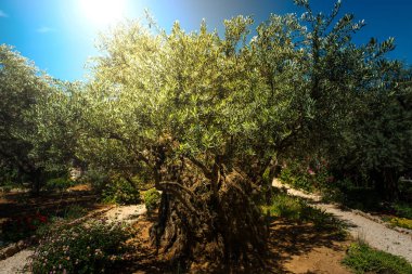 Divine light, sunray in the Gethsemane garden, Mount of Olives, Jerusalem. Biblical place where Jesus was betrayed by Judas clipart