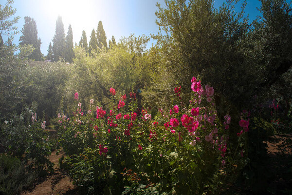 Divine light, sunray in the Gethsemane garden, Mount of Olives, Jerusalem. Biblical place where Jesus was betrayed by Judas