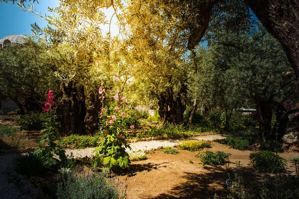 Divine light, sunray in the Gethsemane garden, Mount of Olives, Jerusalem. Biblical place where Jesus was betrayed by Judas