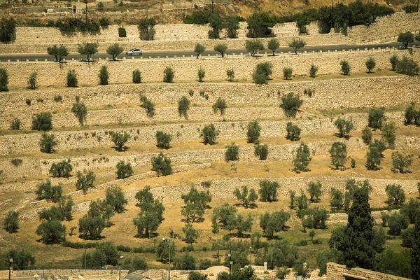 Monte Los Olivos Ciudad Santa Jerusalén Israel — Foto de Stock