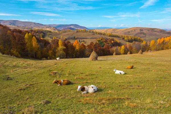 Cows Grazing Pasture Mountain Meadow — Stock Photo, Image