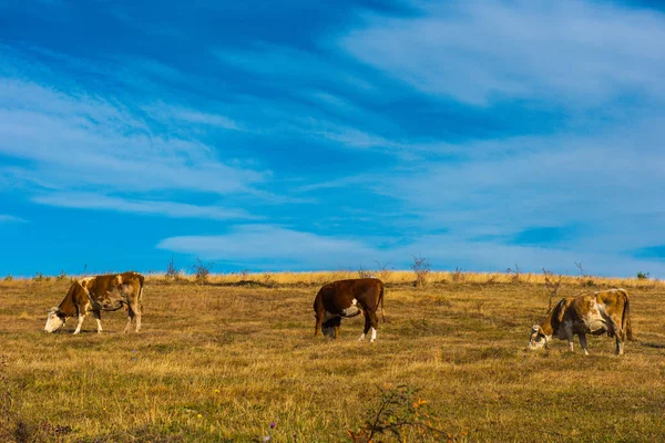 Koeien Grazen Grasland Berg Weide — Stockfoto