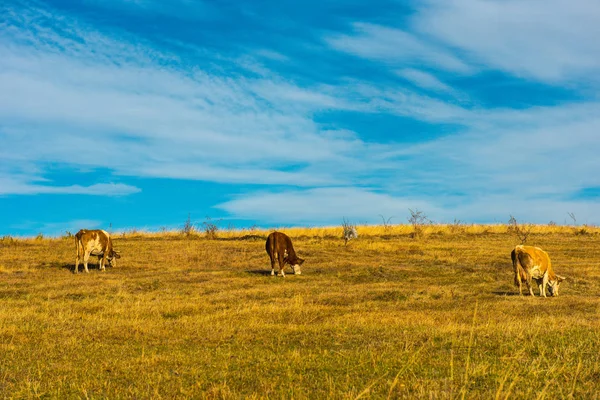 牛放牧 牧场在山草甸 — 图库照片