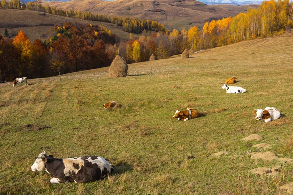 山の牧草地の牧草地の牛の放牧 — ストック写真