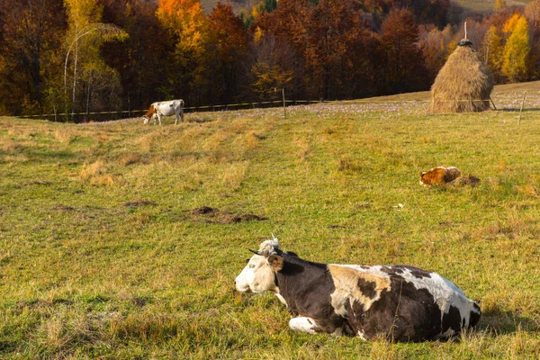 Mucche Pascolo Pascolo Nei Prati Montagna — Foto Stock