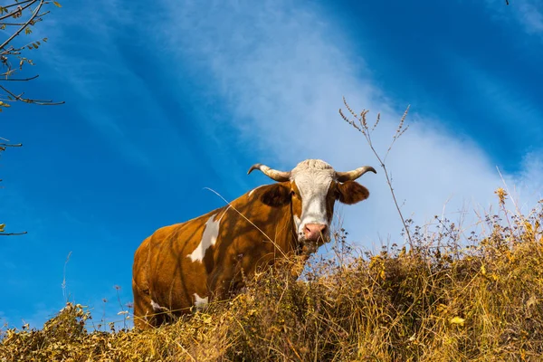Krowa Wypas Pastwiska Łące — Zdjęcie stockowe