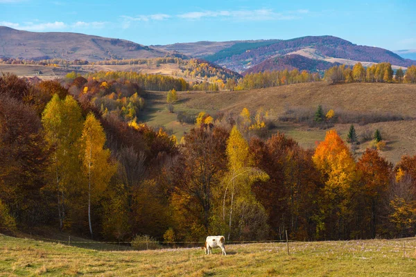 母牛放牧 牧场在山草甸在秋天 — 图库照片