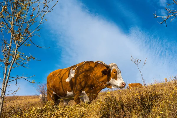 Mucche Pascolo Pascolo Nei Prati Montagna — Foto Stock