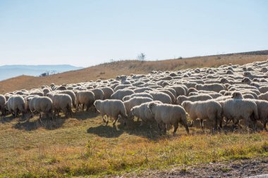 Dağ çayır üzerinde otlatma koyun sürüsü. Transilvanya, Romanya
