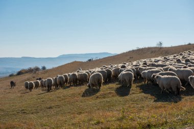 Dağ çayır üzerinde otlatma koyun sürüsü. Transilvanya, Romanya