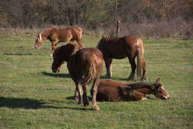 Dağ çayır otlatma güzel kahverengi atlar