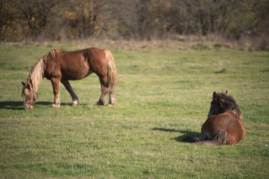 Dağ çayır otlatma güzel kahverengi atlar