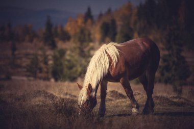 Güzel kahverengi at dağ çayır otlatma