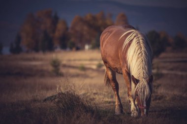 Güzel kahverengi at dağ çayır otlatma