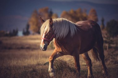 Güzel kahverengi at dağ çayır otlatma